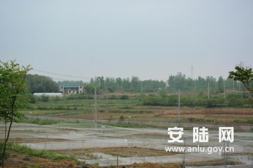 煙店鎮(zhèn)一企業(yè)獲評(píng)湖北省巾幗脫貧示范基地，中藥材銷售助力扶貧