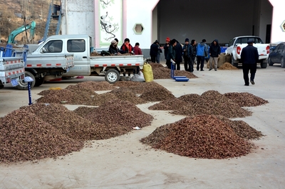 榆盤鎮(zhèn)中藥材喜獲豐收，特色產(chǎn)業(yè)繪就富民新圖景